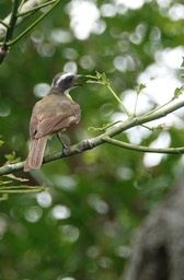 Flycatcher, Boat-billed