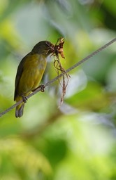 Euphonia, Yellow-throated - Euphonia hirundinacea