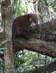 White-nosed Coati, Nasua narica Lamanai, Orange Walk, Belize