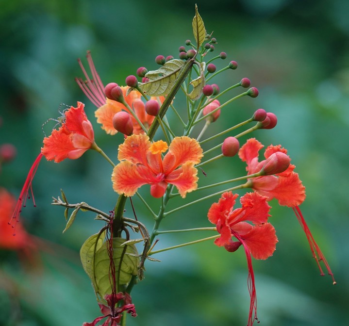 Caesalpinia