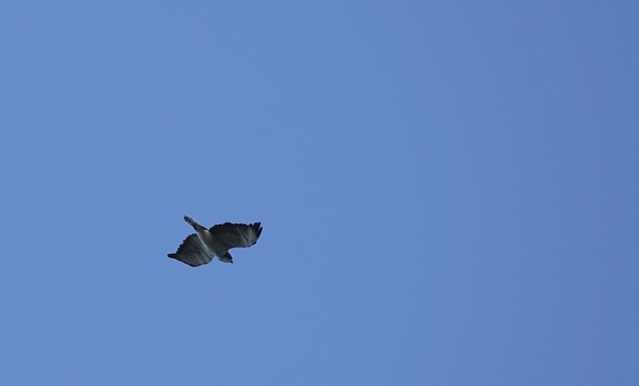 Hawk, Short-tailed. Buteo brachyurus