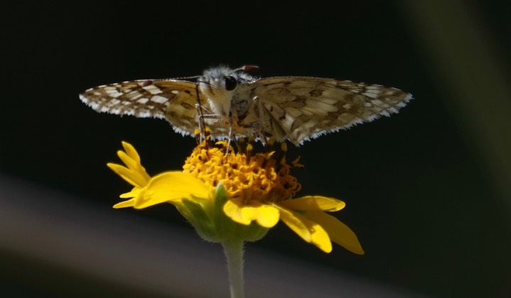 White Checkered-Dkipper Pyrgus albescens Hillsboro