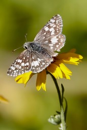 White Checkered-Dkipper Pyrgus albescens   Hillsboro