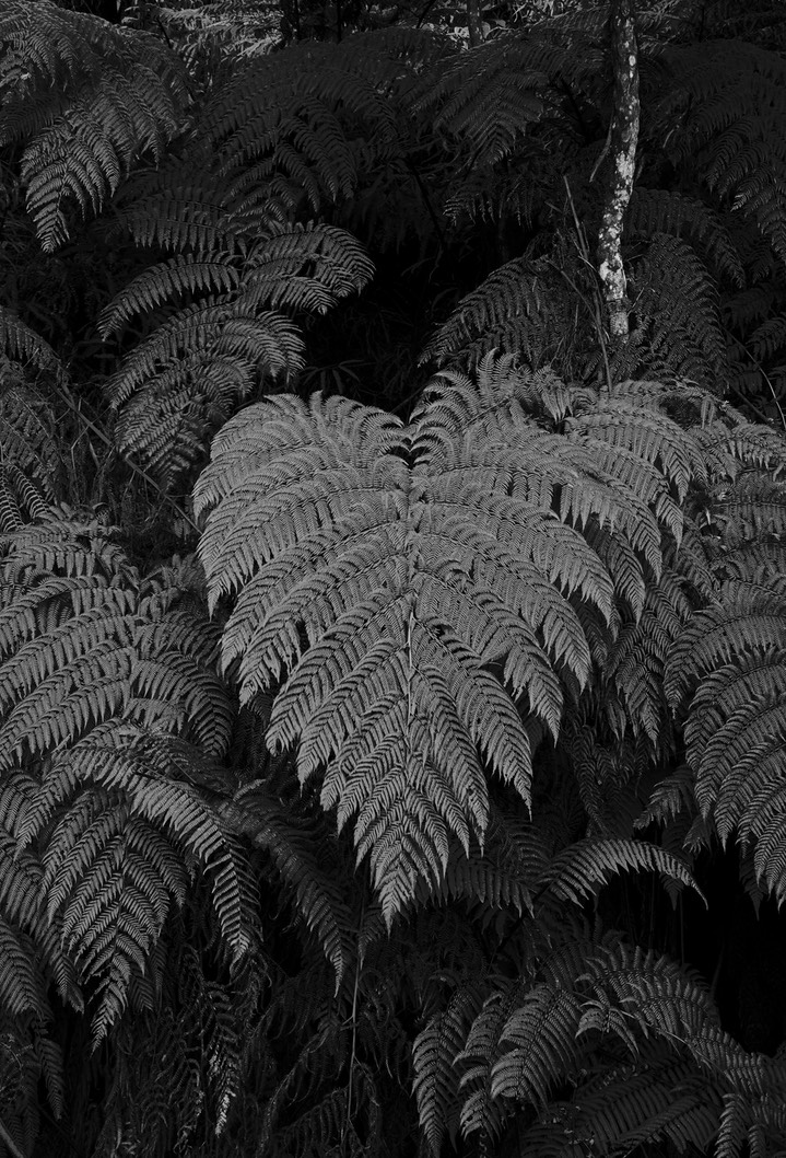 El Dorado Fern