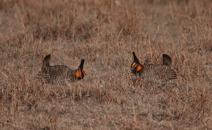 Greater Prairie Chicken, Tympanuchus cupido, near Cheyene Bottoms, Kansas