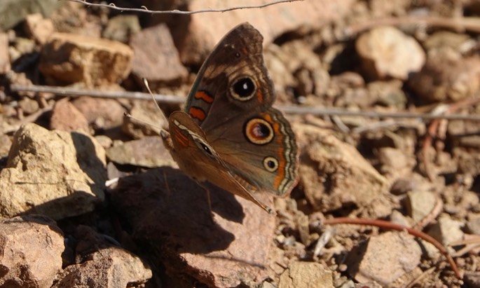 Junonia coenia - Buckeye