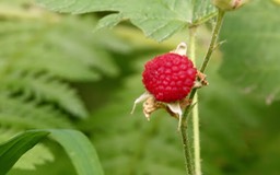 Salmonberry, Rubus spectabilis, Olympic National Forest, Washington, Skokomish River Area