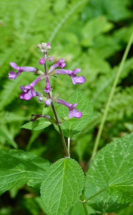 Olympic National FCooley's Hedge-Nettle Olympic National Forest, Washington, Skokomish River Area