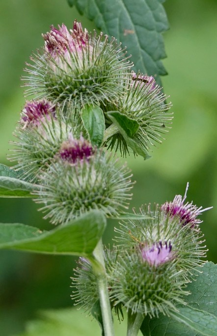 Burdock (Lesser or Common) Olympic National Forest, Washington, Skokomish River Area