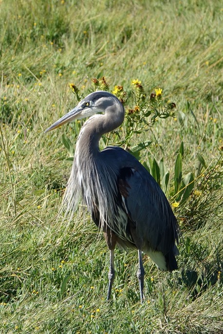 Ardea herodias, Nisqually National Wildlife Refuge, Washington