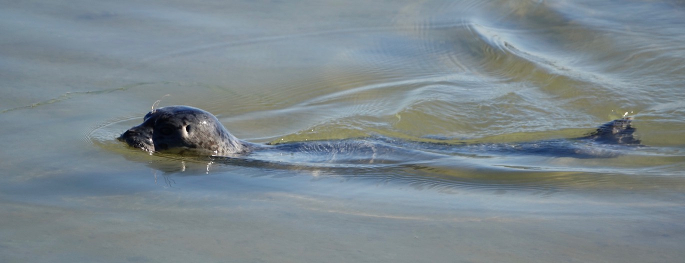 Phoca vitulina, Harbor Seal, Nisqually National Wildlife Refuge, Washington