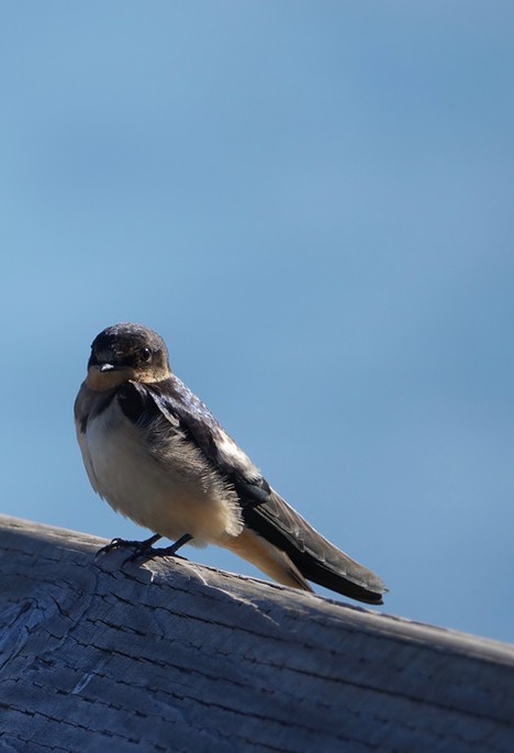 Hirundo rustica, Barn Swallow, Nisqually National Wildlife Refuge, Washington