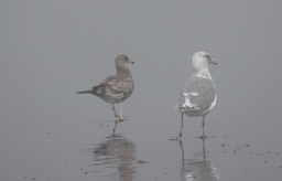 Larus glaucescens - Glaucous-winged Gull