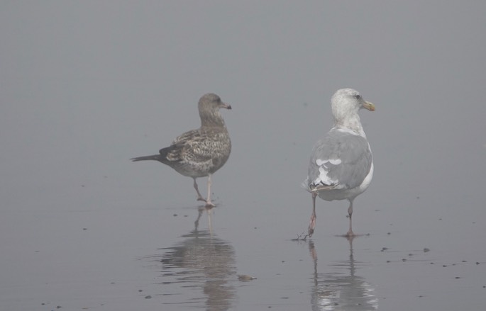 Larus glaucescens - Glaucous-winged Gull