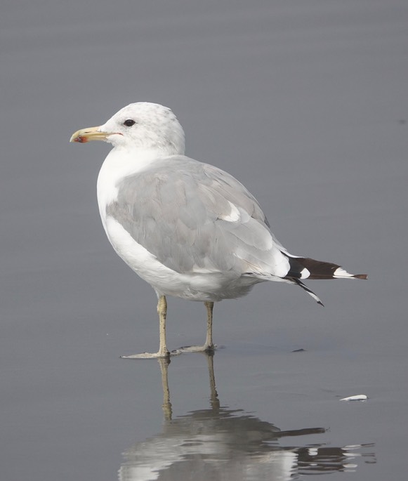 Larus californicus - California Gull