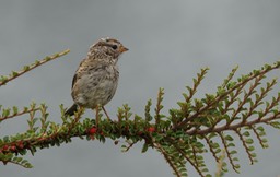 Zonotrichia leucophrys - White-crowned Sparrow - Olympia, Washington