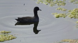 Fulica americana - American Coot - Olympia, Washington