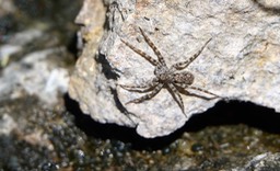 Possibly in the genus Pardosa (Thinlegged Wolf Spiders) Bald Hill Spring, Black Range