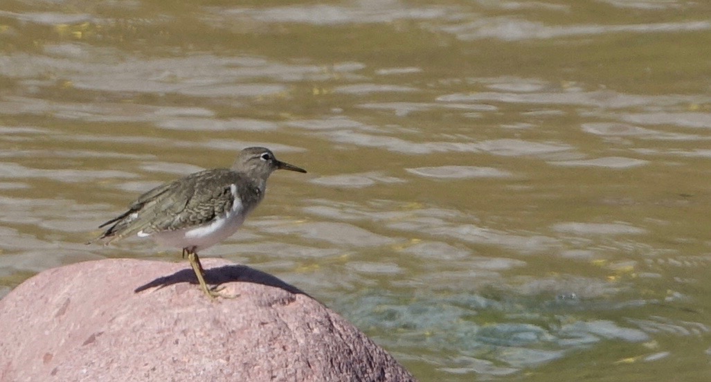 Sandpiper, Spotted - Actitis macularia - Urique, Along the Urique River, Chihuahua, MX - Copper Canyon