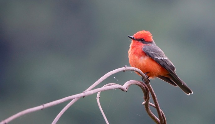 Flycatcher, Vermilion - Pyrocephalus rubinus -Urique, Along the Urique River, Chihuahua, MX - Copper Canyon