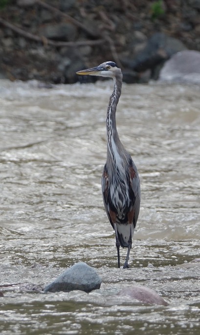 Heron, Great Blue - Ardea herodias - Urique, Along the Urique River, Chihuahua, MX - Copper Canyon