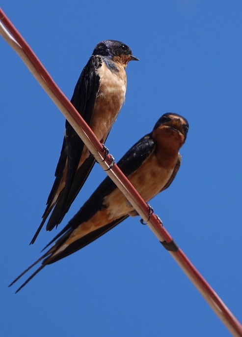 Swallow, Barn - Hirundo rustica - Cerocahui, Mexico - San Francisco Javier de Cerocahui, Founded in 1680