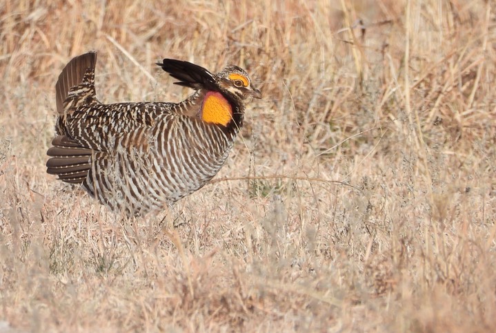 Greater Prairie Chicken, Tympanuchus cupido, near Cheyene Bottoms, Kansas