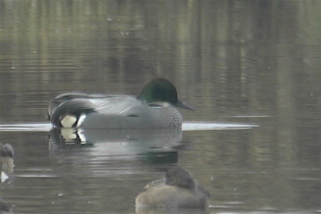 Duck, Falcated 1