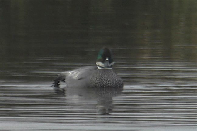 Duck, Falcated 4