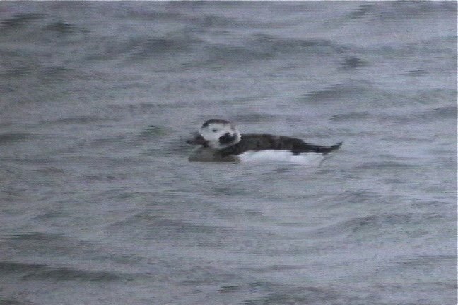 Duck, Long-tailed 3