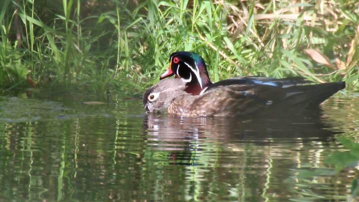 Duck, Wood (Washington)