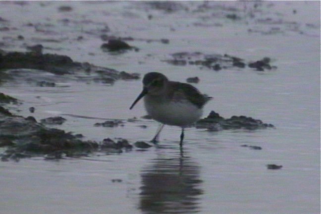 Dunlin 1