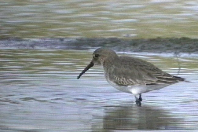 Dunlin 7