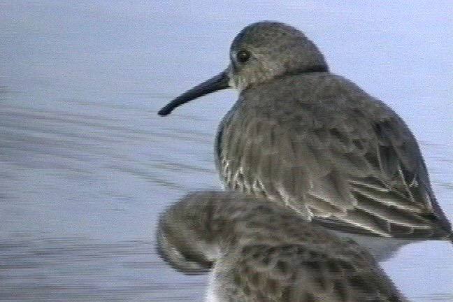 Dunlin 8