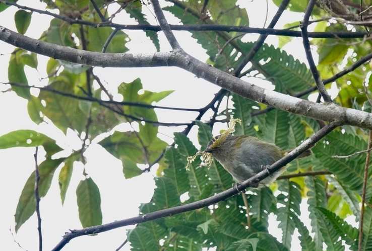 Dusky Chlorospingus, Chlorospingus semifuscus1