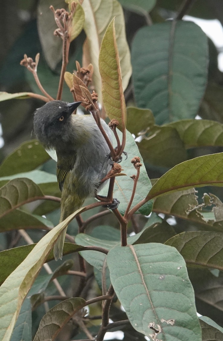 Dusky Chlorospingus, Chlorospingus semifuscus2