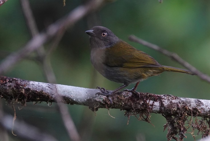 Dusky Chlorospingus1