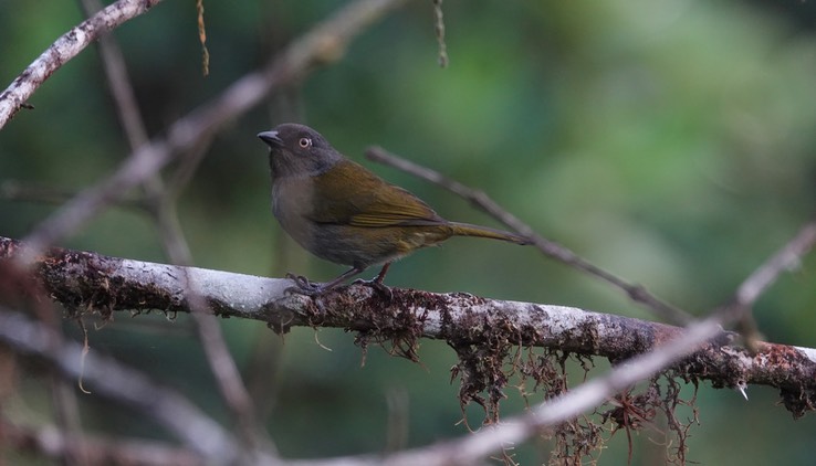 Dusky Chlorospingus2