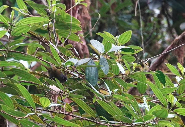 Dusky Chlorospingus