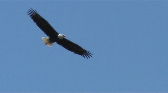 Eagle, Bald 3