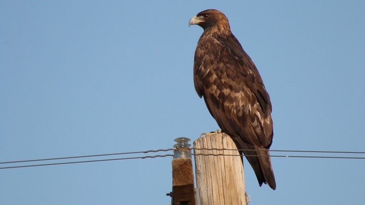 Eagle, Golden (Nevada) 1