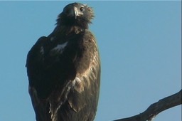 Eagle, Wedge-tailed 4