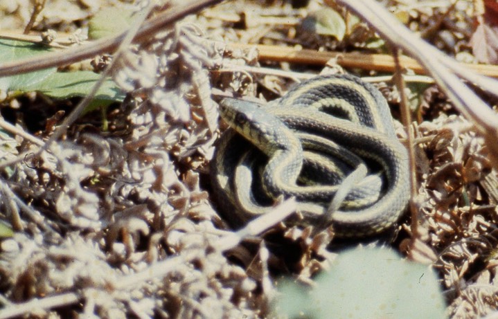 Eastern Garter Snake802