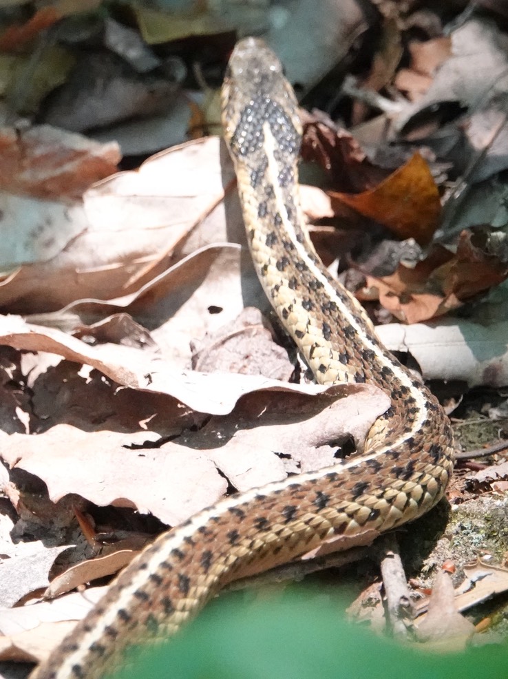 Eastern Ribbon Snake, Thamnophis saurita saurita. 2