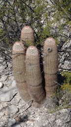 Echinocereus dasyacanthus, Texas Rainbow Cactus