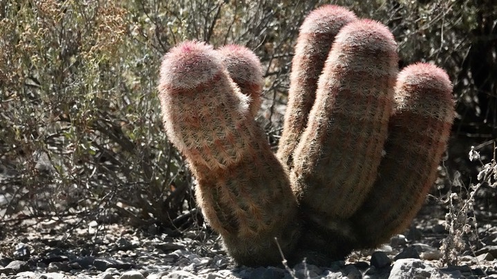 Echinocereus dasyacanthus, Texas Rainbow Cactus2