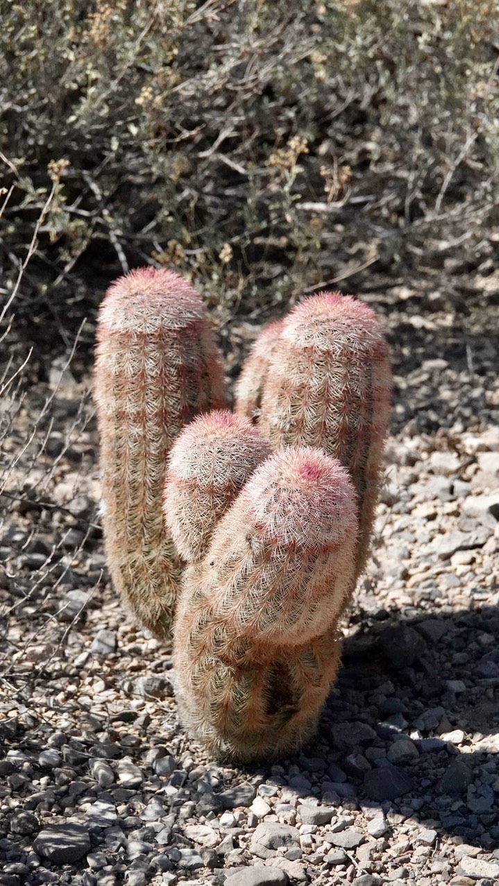 Echinocereus dasyacanthus, Texas Rainbow Cactus5