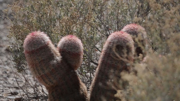 Echinocereus dasyacanthus, Texas Rainbow Cactus3