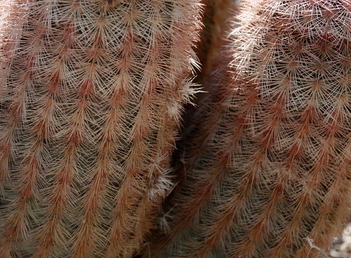 Echinocereus dasyacanthus, Texas Rainbow Cactus4