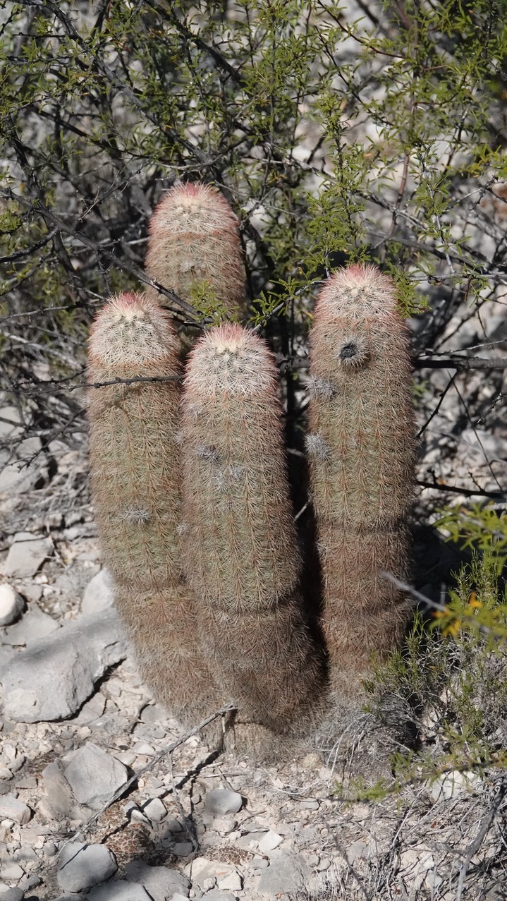 Echinocereus dasyacanthus, Texas Rainbow Cactus